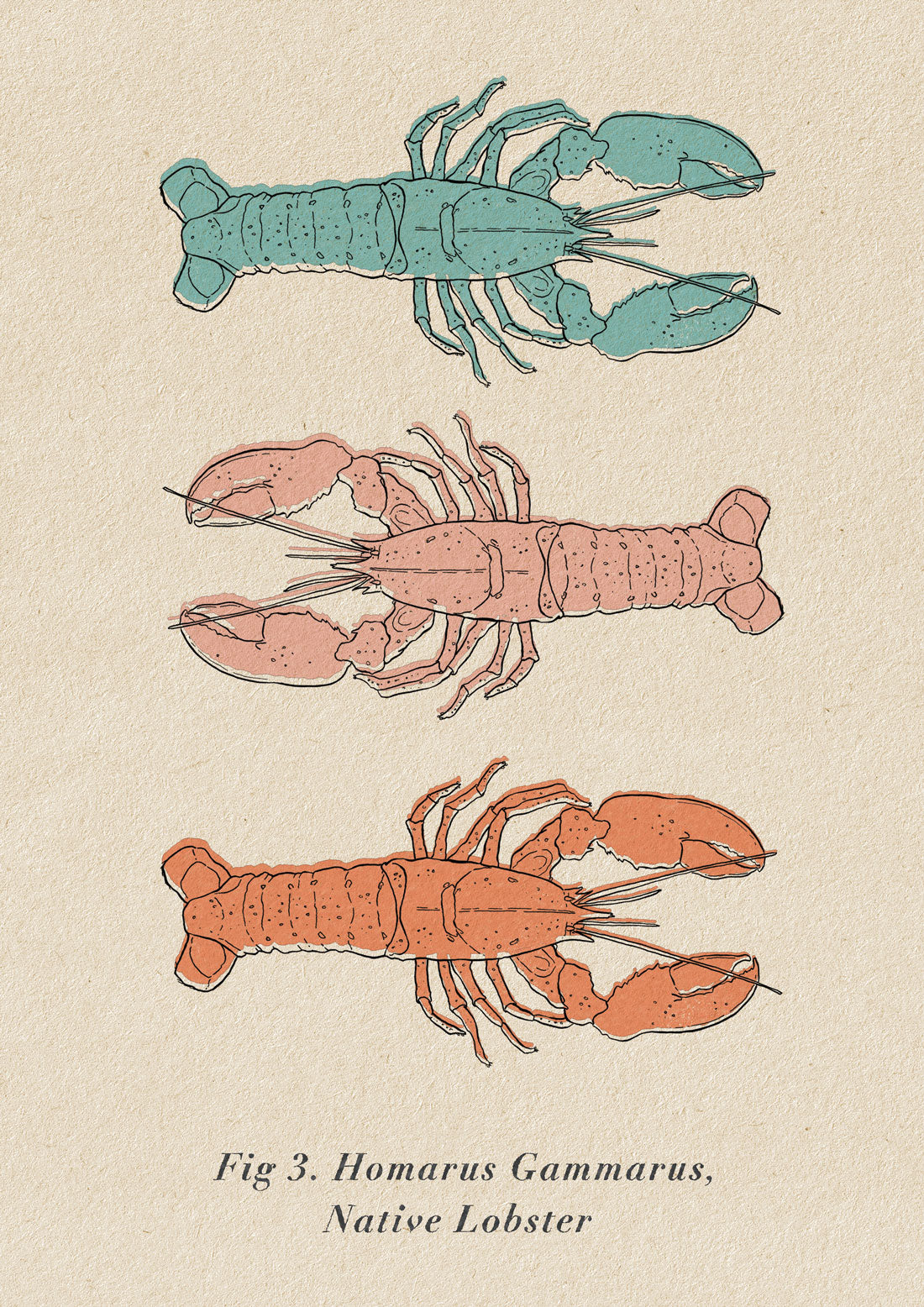 British Native Lobster Giclée A4 Art Print